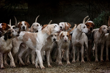 Nou telèfon de recollida d'animals